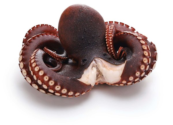 Quelles sont les techniques pour un parfait poulpe grillé tendre et savoureux ?